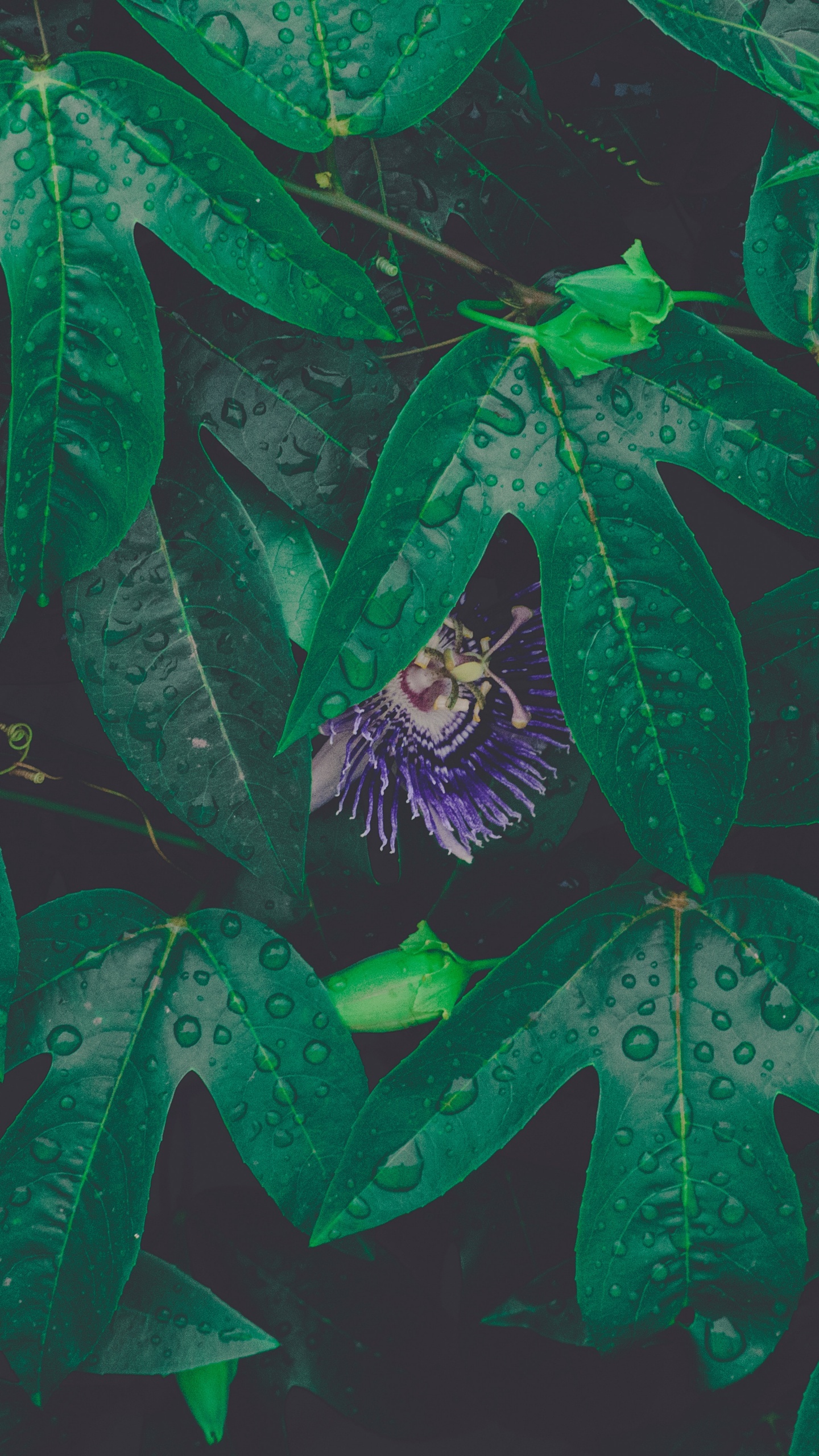 Feuille, Green, Rosée, Textile, Arts Visuels. Wallpaper in 1440x2560 Resolution