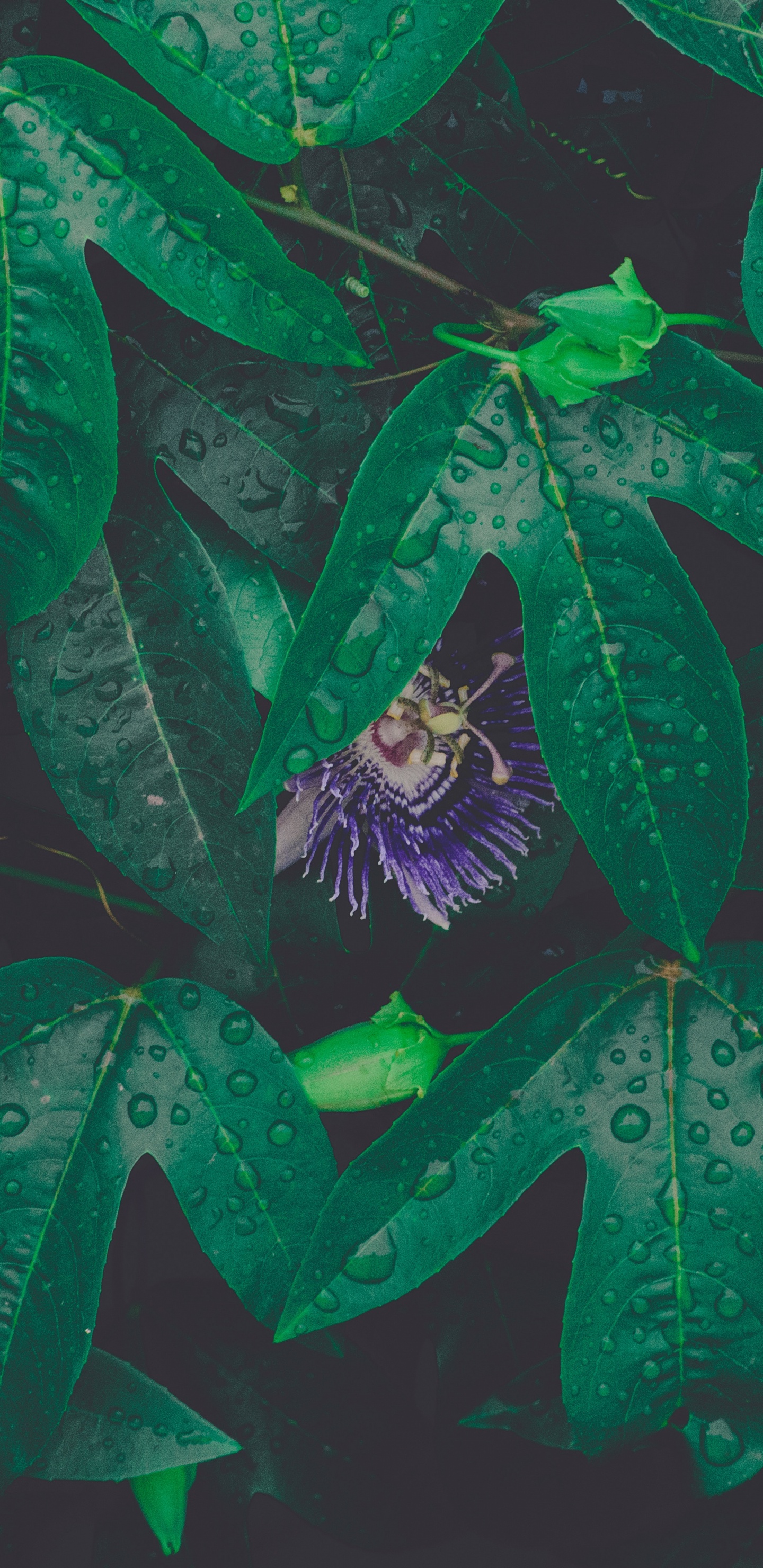 Feuille, Green, Rosée, Textile, Arts Visuels. Wallpaper in 1440x2960 Resolution