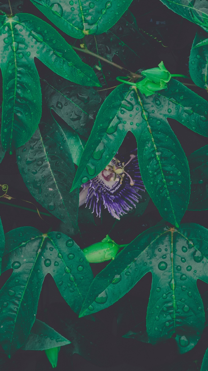 Feuille, Green, Rosée, Textile, Arts Visuels. Wallpaper in 720x1280 Resolution