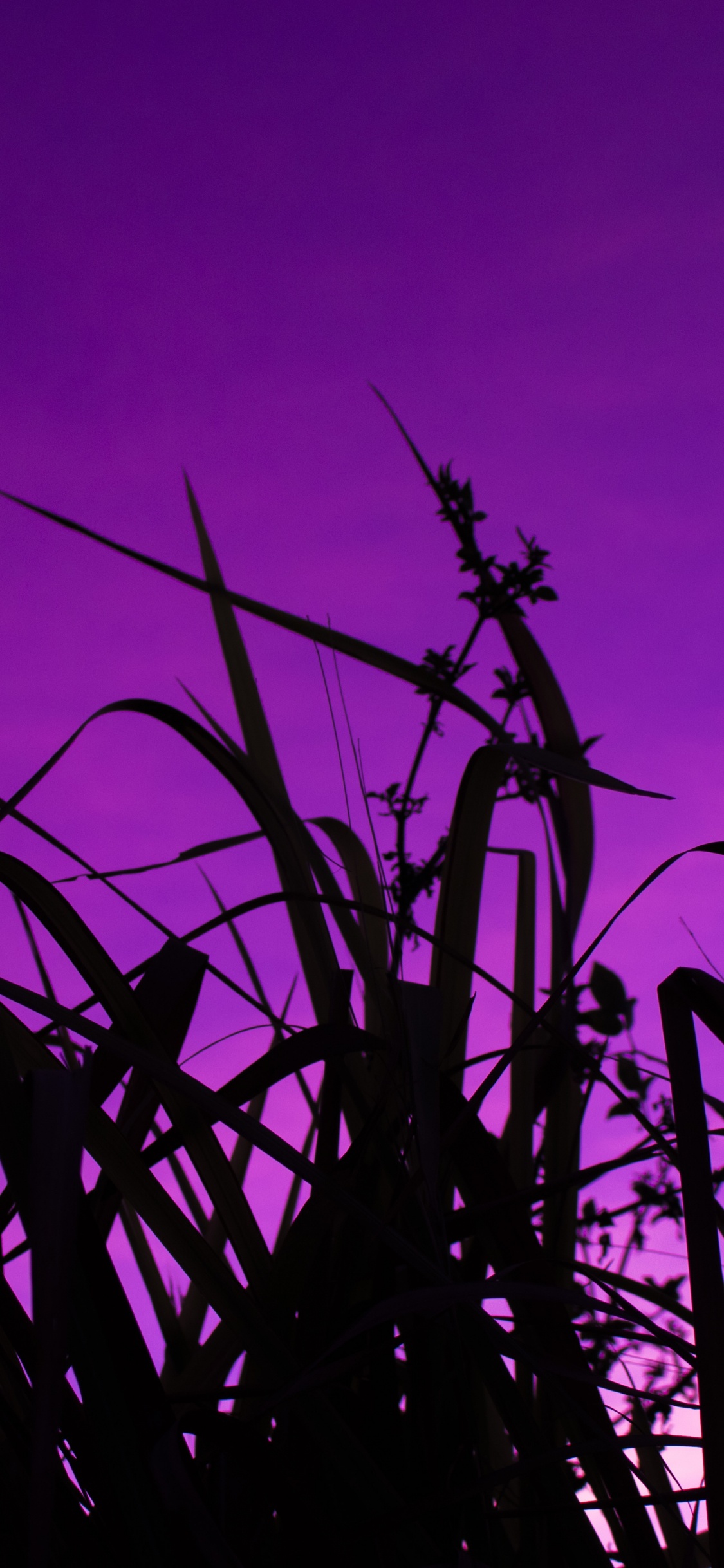 Silhouette, Sunset, Plant Stem, Grass, Sunrise. Wallpaper in 1125x2436 Resolution
