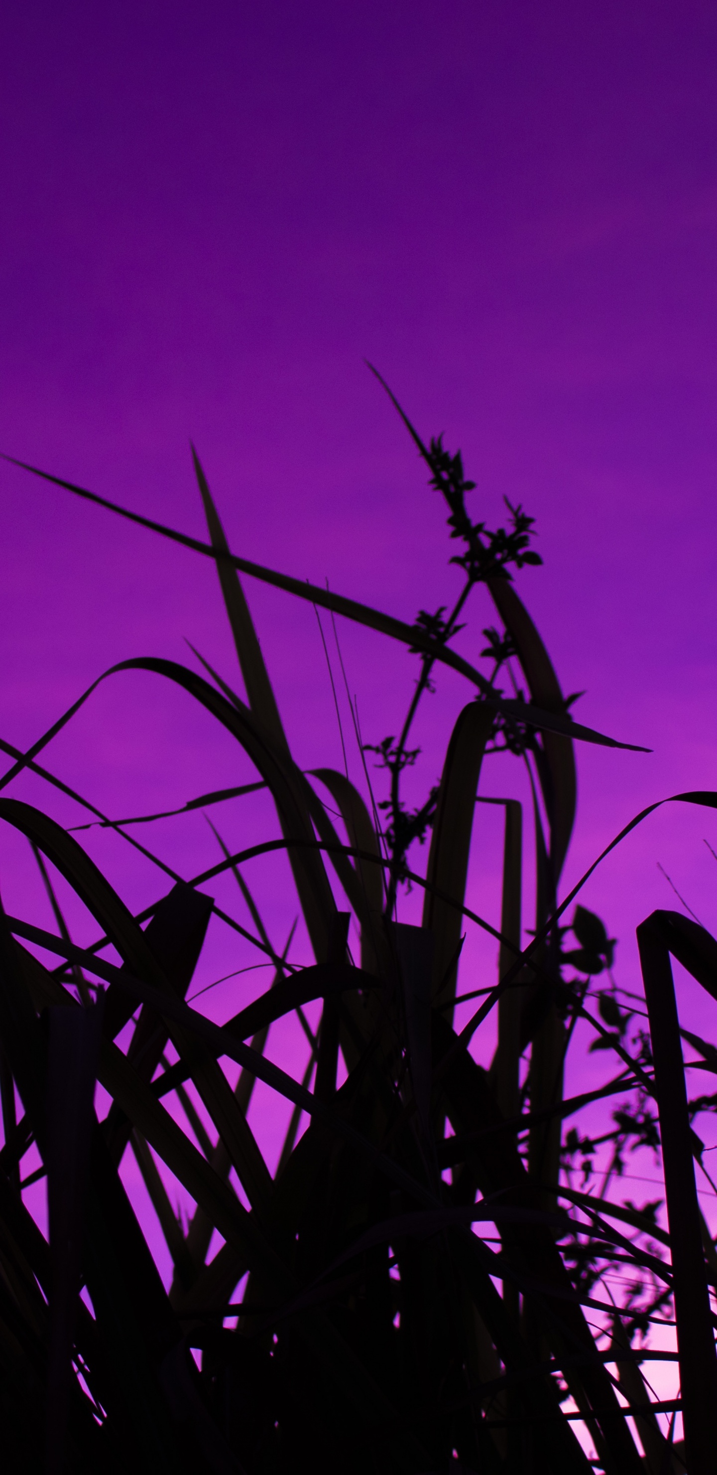 Silhouette, Sunset, Plant Stem, Grass, Sunrise. Wallpaper in 1440x2960 Resolution
