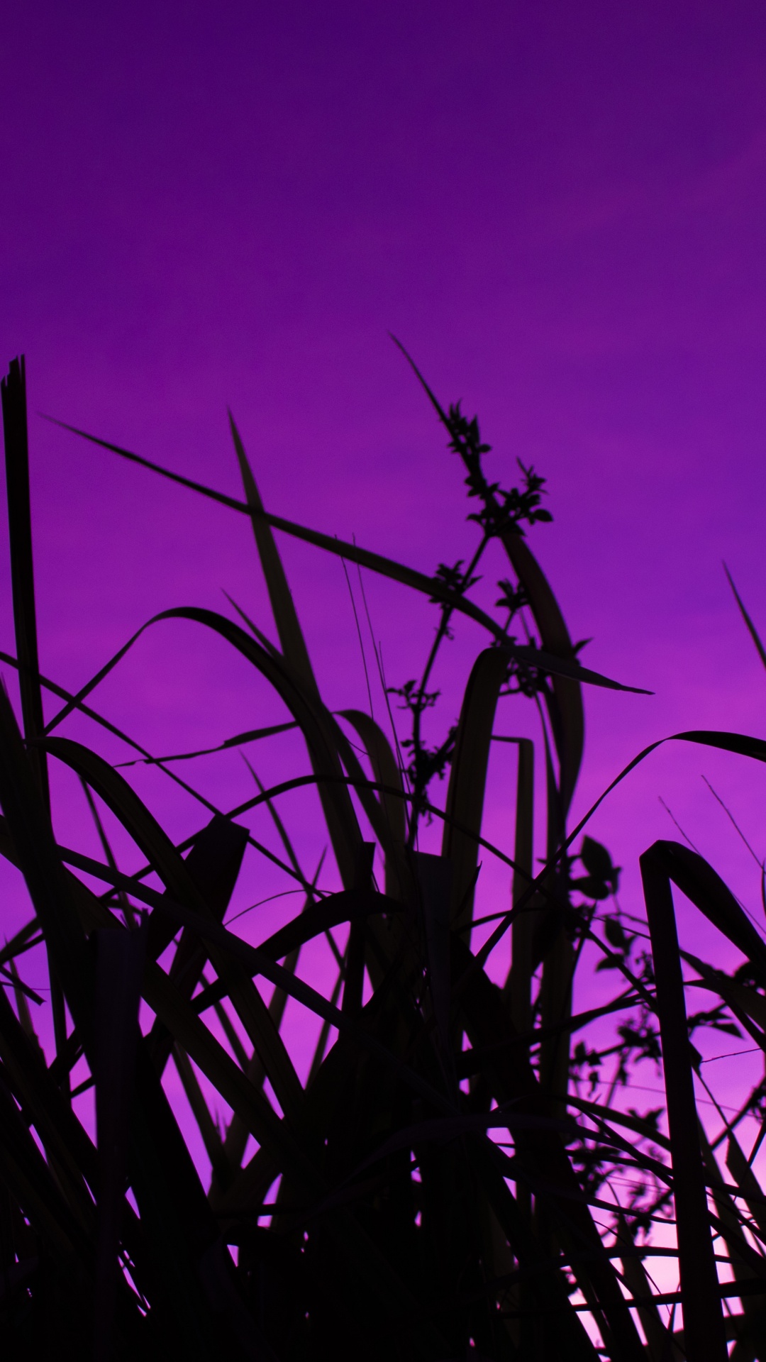 Silhouette, Tige de la Plante, Lever, Ciel, L'herbe de la Famille. Wallpaper in 1080x1920 Resolution