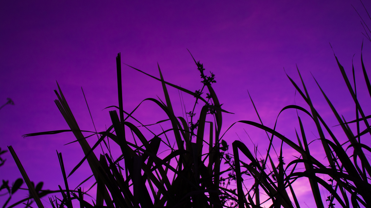 Silhouette, Tige de la Plante, Lever, Ciel, L'herbe de la Famille. Wallpaper in 1280x720 Resolution