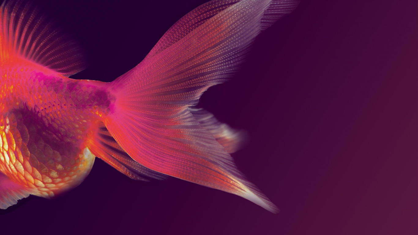 Huawei, Huawei Maimang, Huawei Mate 10, Ehre 7x, Android. Wallpaper in 1366x768 Resolution