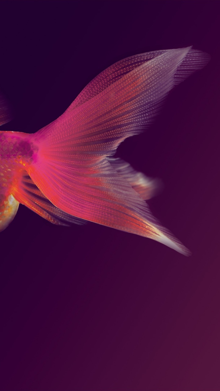 Huawei, Huawei Maimang, Huawei Mate 10, Ehre 7x, Android. Wallpaper in 720x1280 Resolution