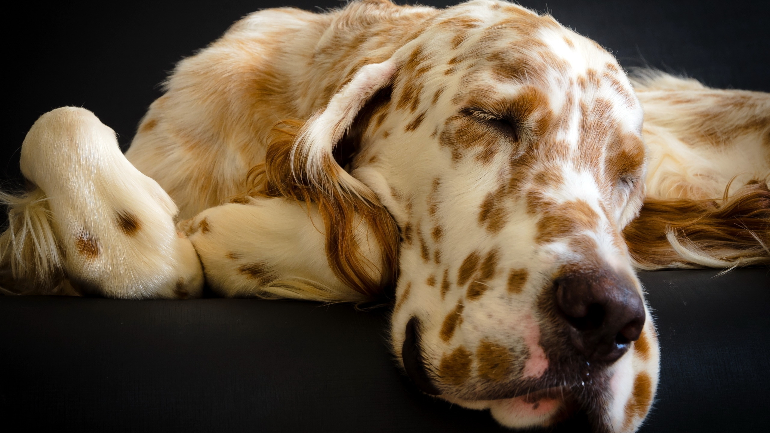 Braun-weißer Langhaariger Hund. Wallpaper in 2560x1440 Resolution