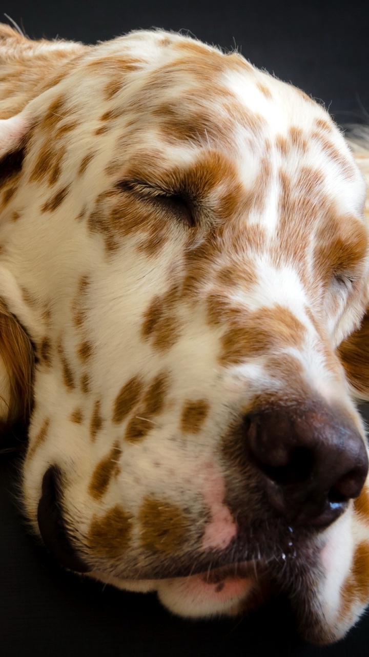 Braun-weißer Langhaariger Hund. Wallpaper in 720x1280 Resolution