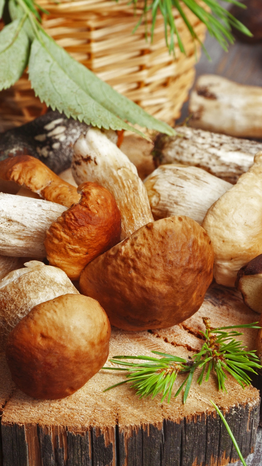 Pilzfest, Nadelbaum Kegel, Pilz, Penny Bun, Lebensmittel. Wallpaper in 1080x1920 Resolution