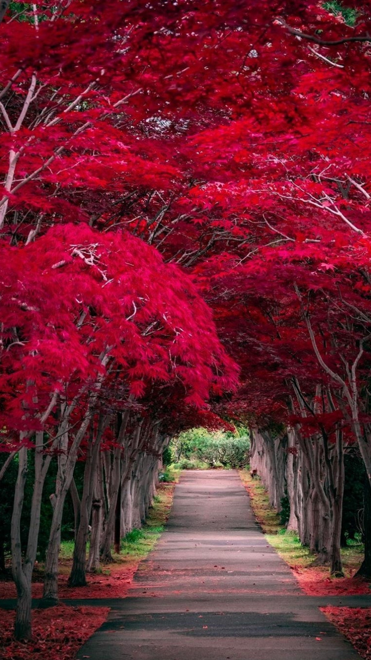 Naturaleza, Viaje, Luz, la Botánica, Sucursal. Wallpaper in 750x1334 Resolution