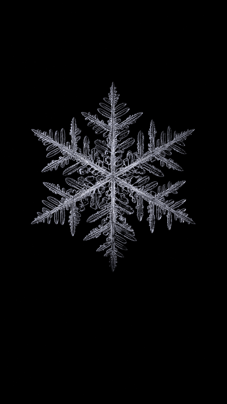 Black and White, Plant, Terrestrial Plant, Twig, Evergreen. Wallpaper in 750x1334 Resolution