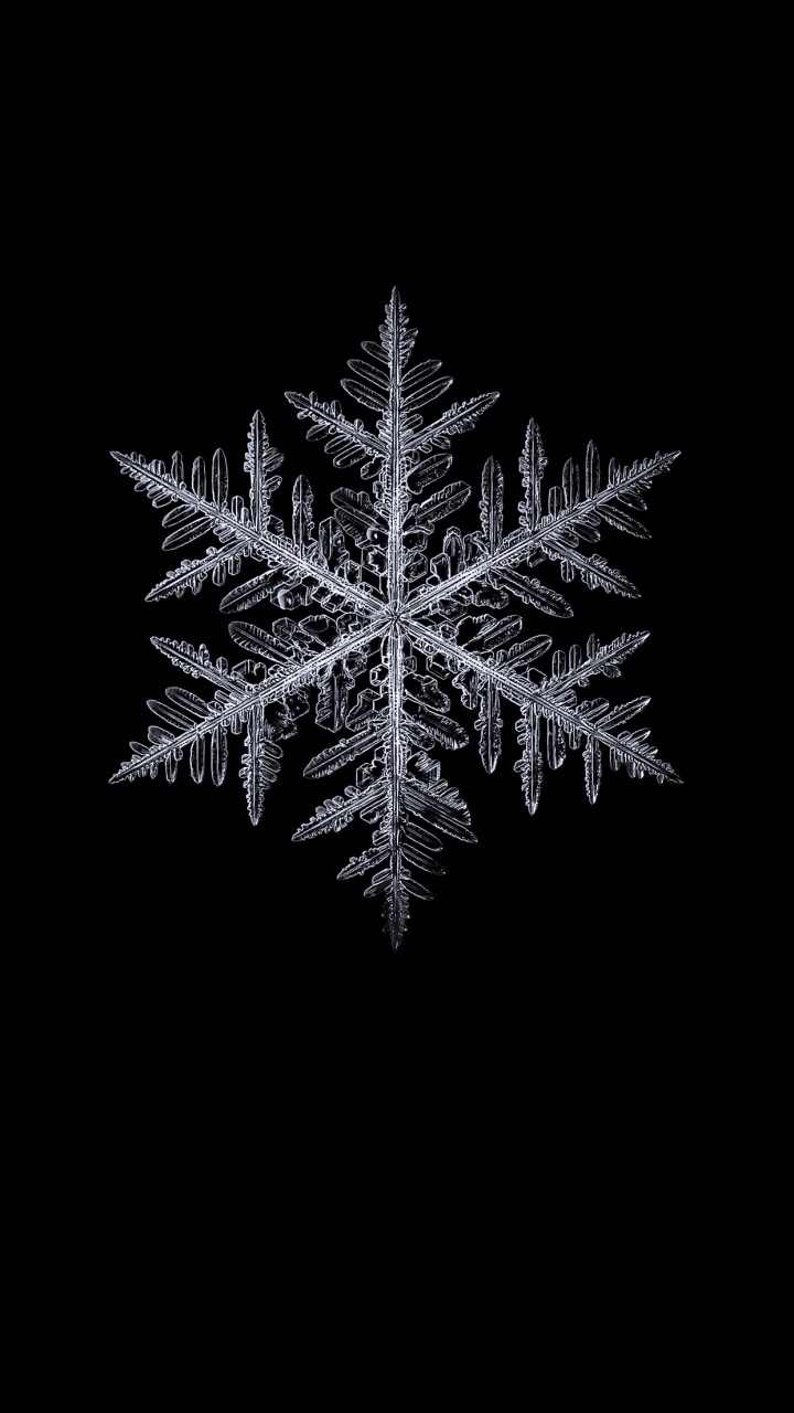 Noir et Blanc, Plante Terrestre, Rameau, Evergreen, Congélation. Wallpaper in 720x1280 Resolution