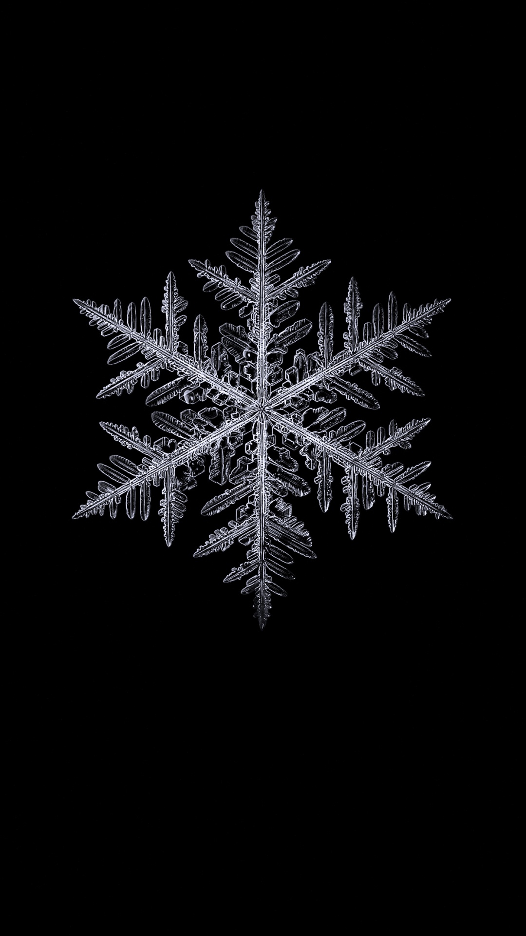 Schwarz Und Weiß, Terrestrische Pflanzen, Zweig, Immergrün, Baum. Wallpaper in 1080x1920 Resolution