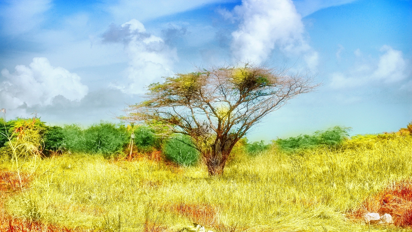 Árbol Sin Hojas en Campo de Hierba Marrón Bajo un Cielo Azul Durante el Día. Wallpaper in 1366x768 Resolution