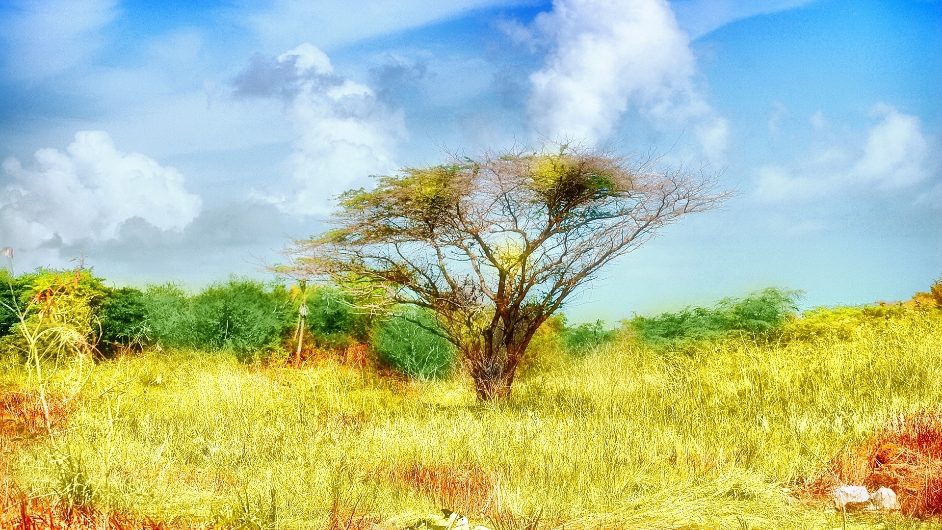 Árbol Sin Hojas en Campo de Hierba Marrón Bajo un Cielo Azul Durante el Día. Wallpaper in 1920x1080 Resolution