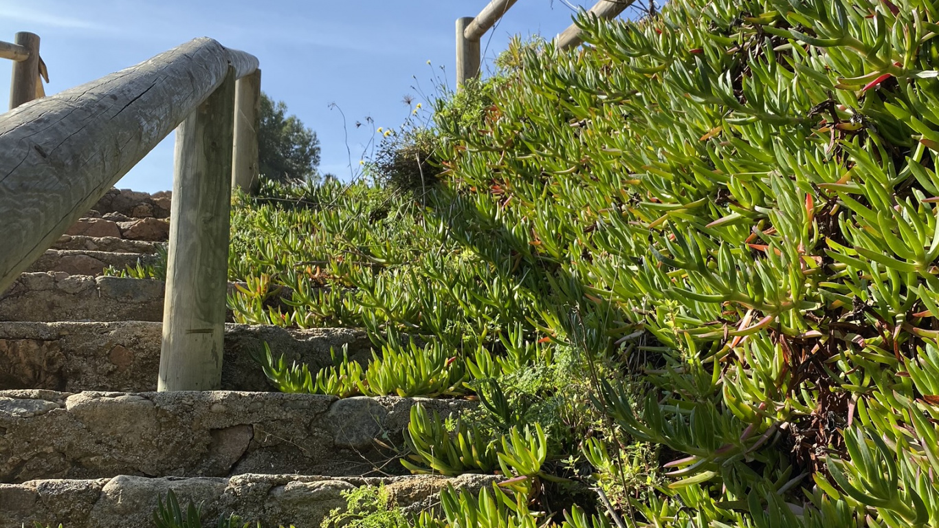 Vegetation, Staude. Wallpaper in 1366x768 Resolution