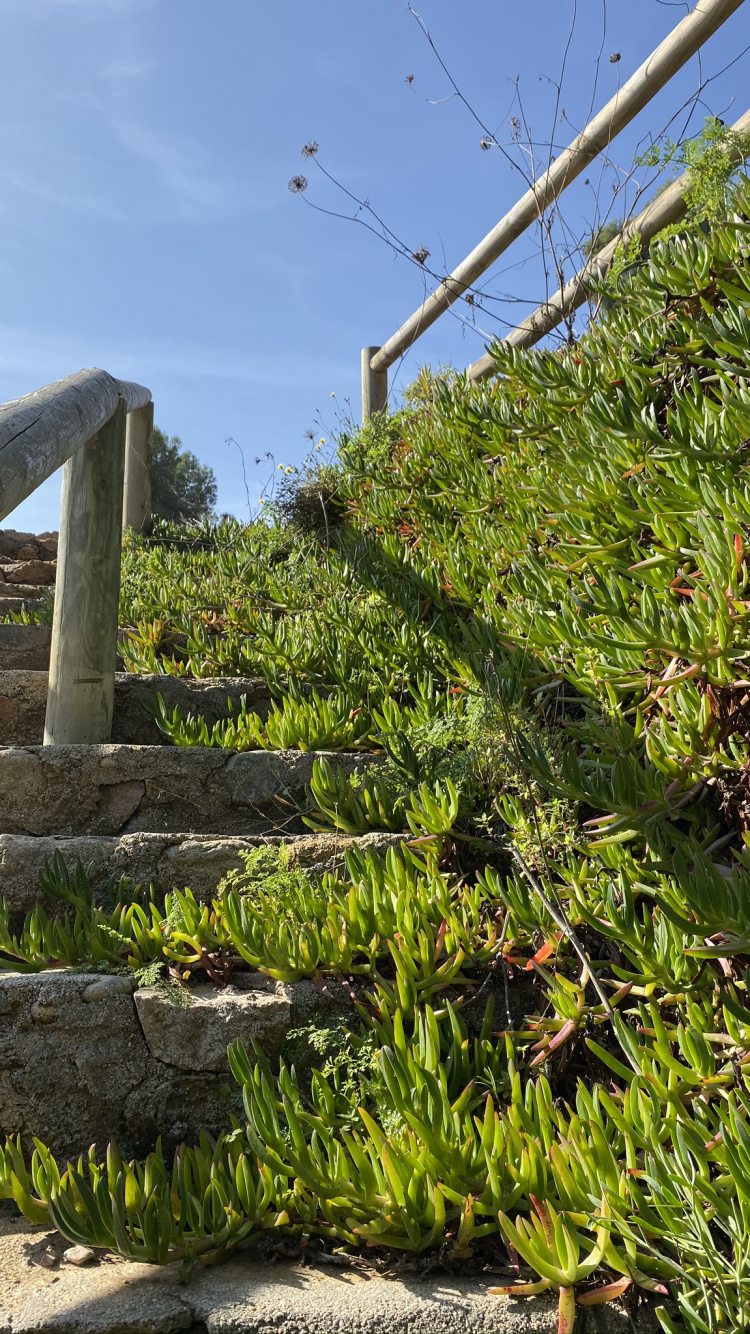 Vegetation, Staude. Wallpaper in 750x1334 Resolution