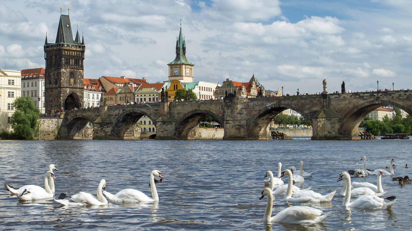 Flock of Swans on Water Near Bridge. Wallpaper in 1366x768 Resolution