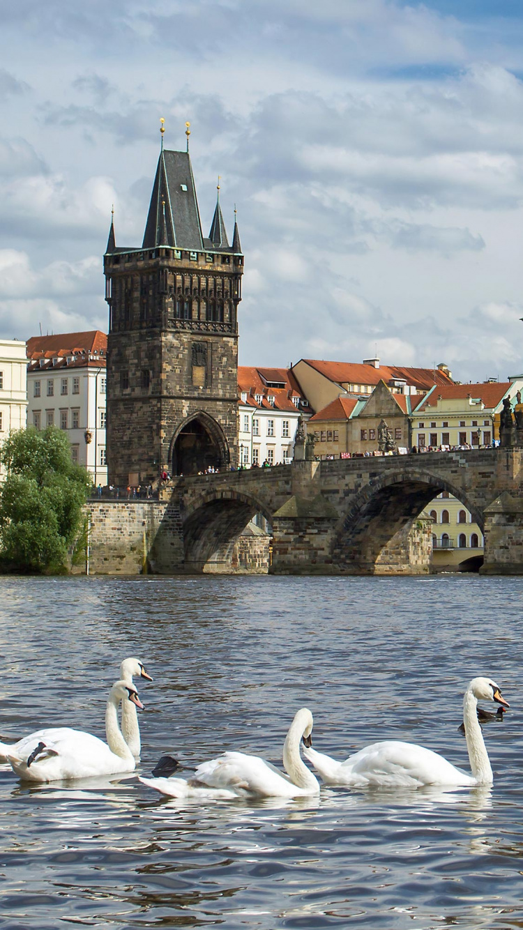 Flock of Swans on Water Near Bridge. Wallpaper in 750x1334 Resolution