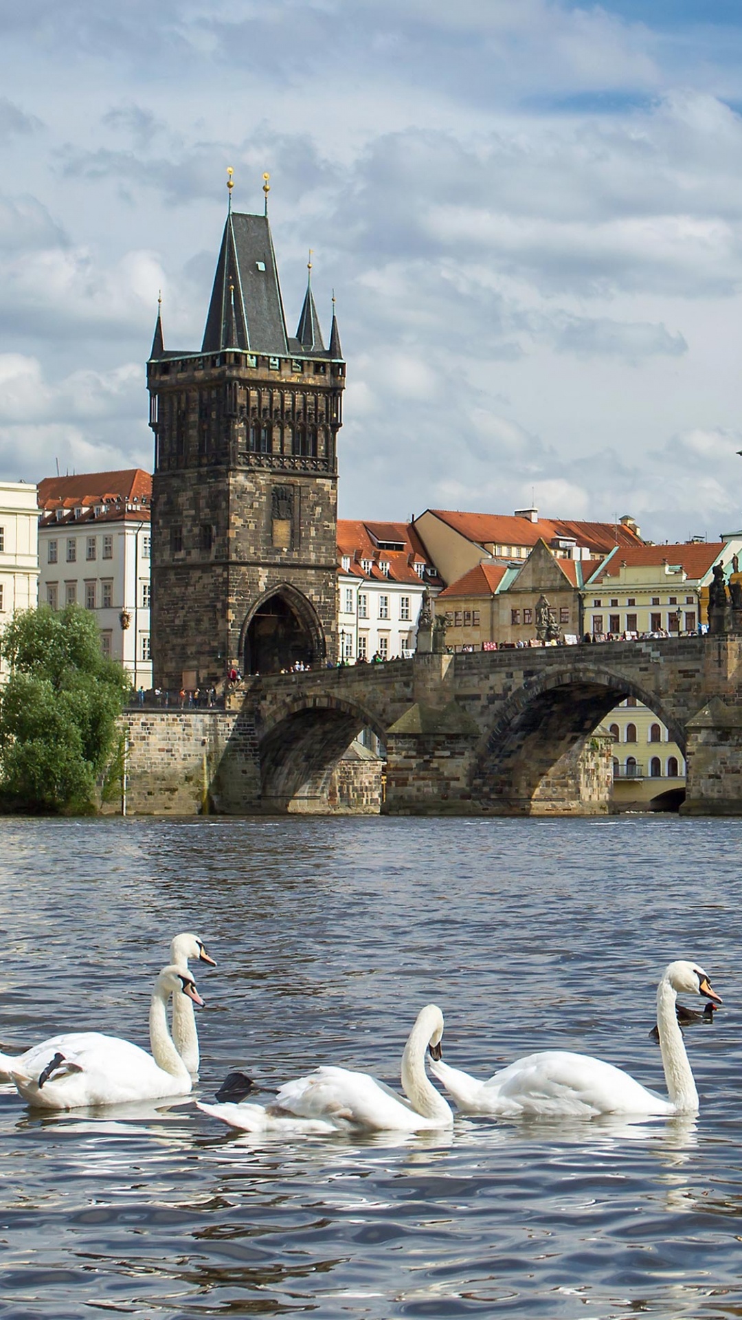 Schwanenschwarm Auf Dem Wasser in Der Nähe Der Brücke. Wallpaper in 1080x1920 Resolution