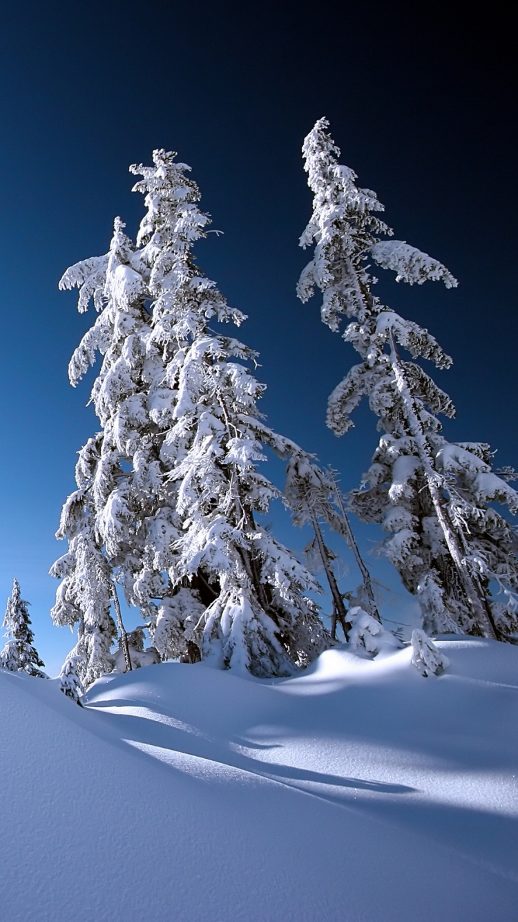 Snow Covered Pine Trees on Snow Covered Mountain During Daytime. Wallpaper in 750x1334 Resolution