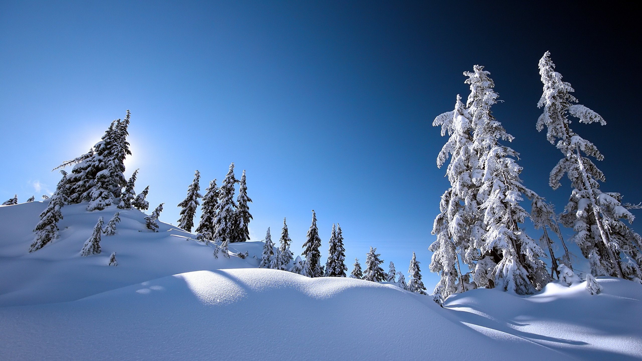Pins Couverts de Neige Sur la Montagne Couverte de Neige Pendant la Journée. Wallpaper in 2560x1440 Resolution