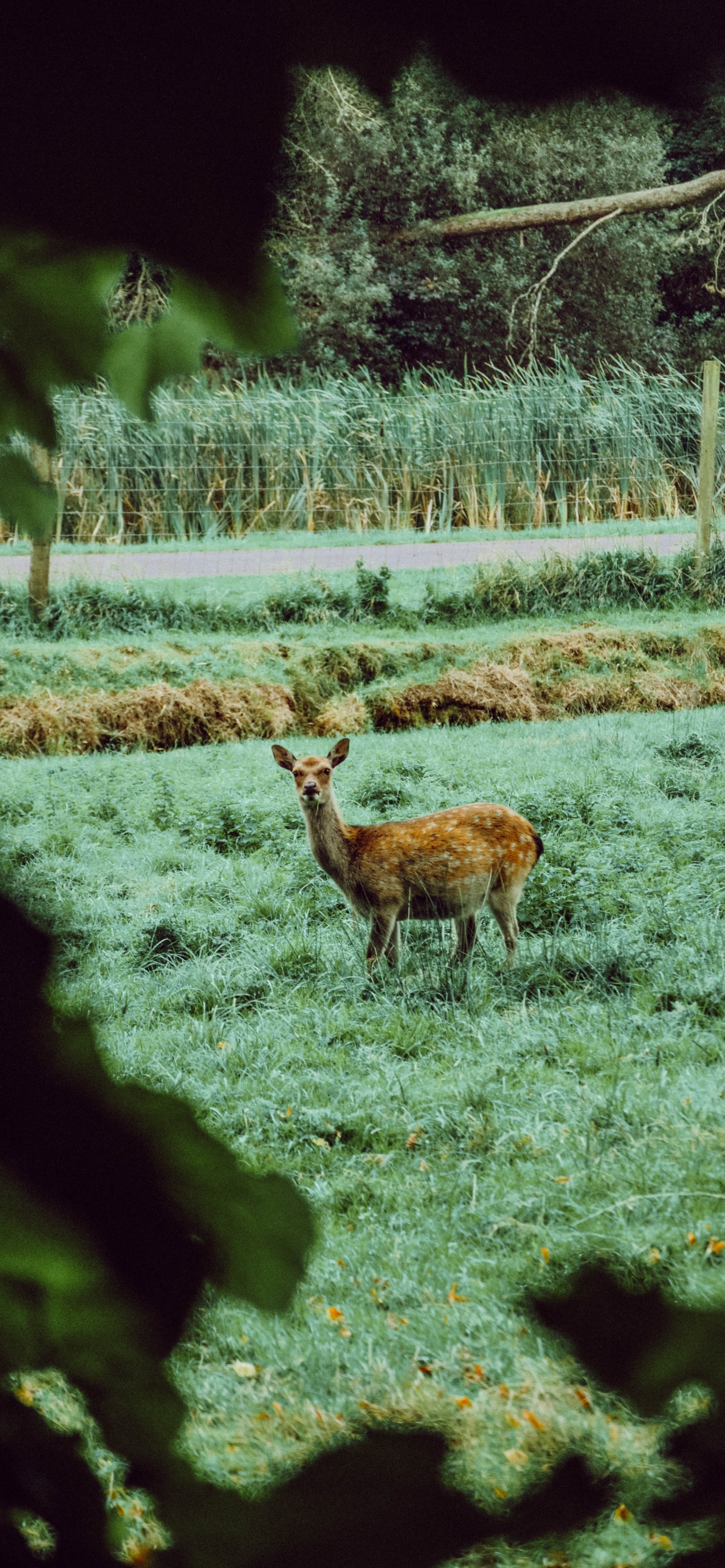 Cerf Brun Debout Sur un Terrain D'herbe Verte Pendant la Journée. Wallpaper in 1242x2688 Resolution