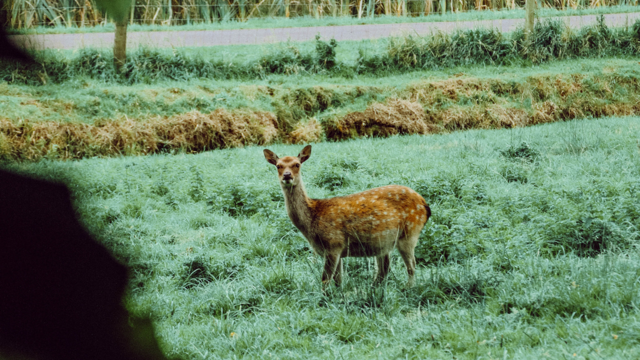 Cerf Brun Debout Sur un Terrain D'herbe Verte Pendant la Journée. Wallpaper in 1280x720 Resolution