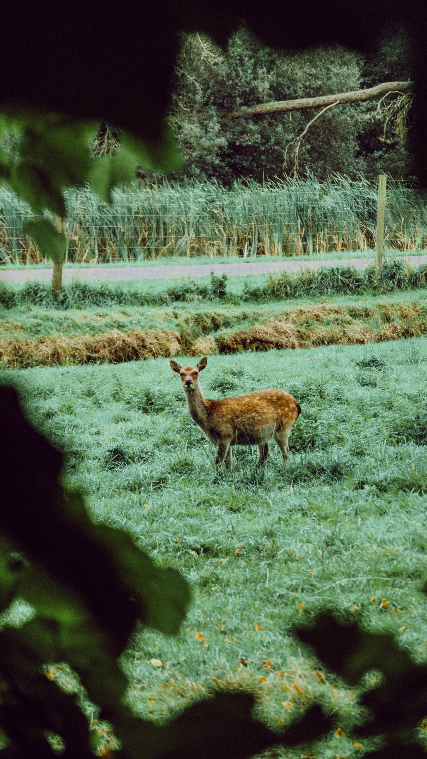 Cerf Brun Debout Sur un Terrain D'herbe Verte Pendant la Journée. Wallpaper in 1440x2560 Resolution