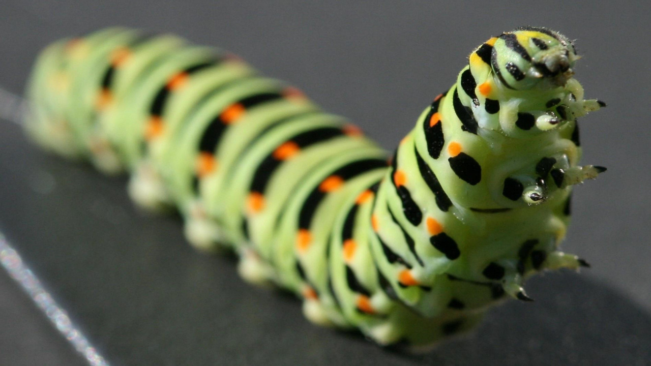 Green and Black Caterpillar on Black Textile. Wallpaper in 1280x720 Resolution