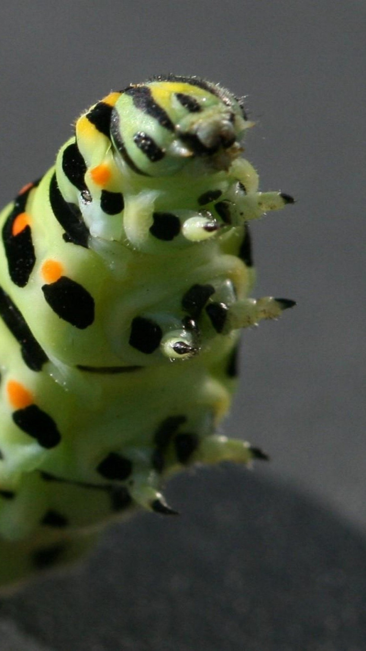 Oruga Verde y Negra Sobre Textil Negro. Wallpaper in 750x1334 Resolution