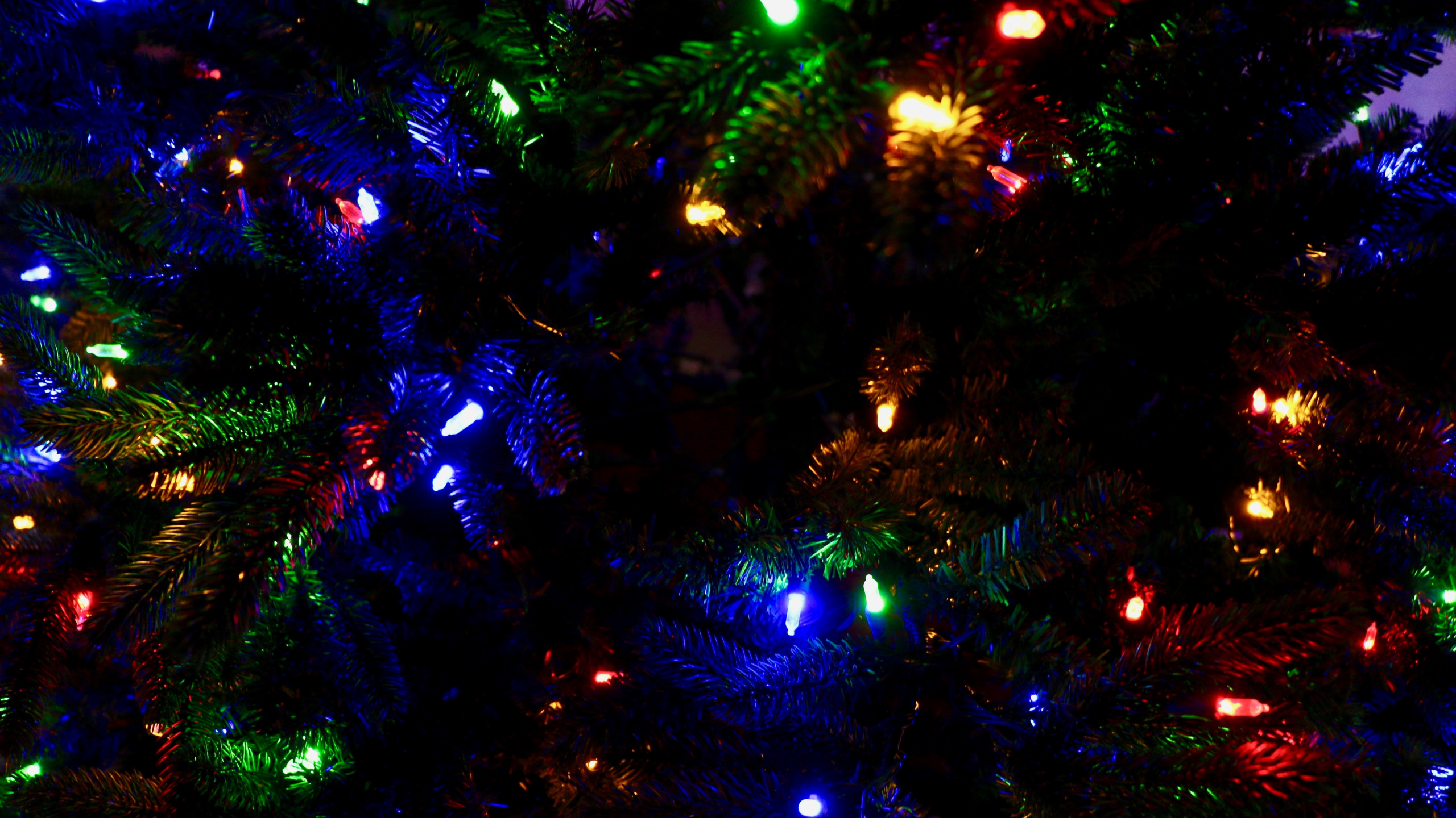 Weihnachten, Weihnachtsbeleuchtung, Blau, Licht, Baum. Wallpaper in 2560x1440 Resolution