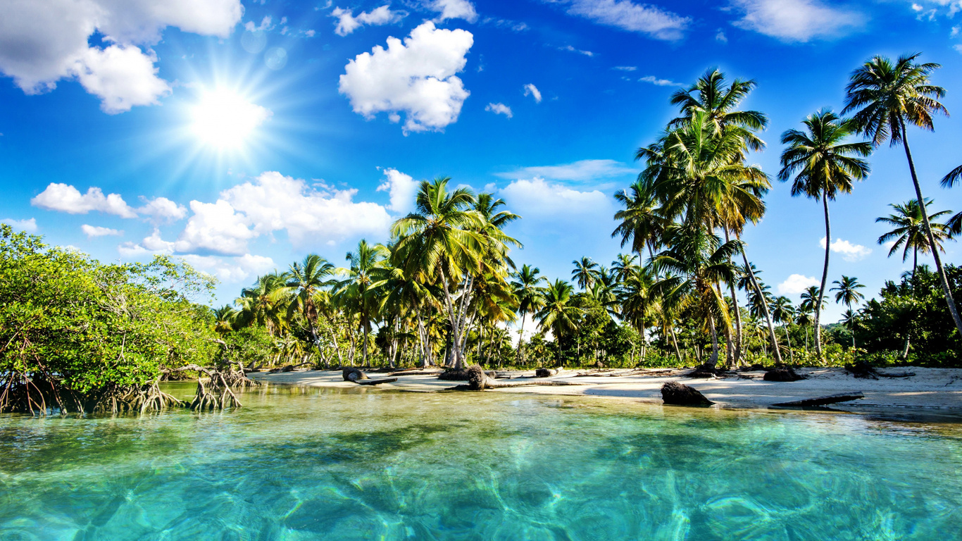 Green Palm Trees Beside Body of Water During Daytime. Wallpaper in 1366x768 Resolution