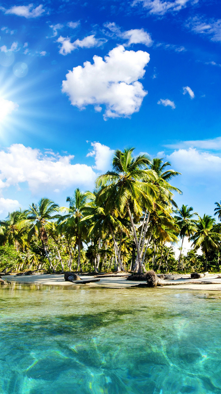 Green Palm Trees Beside Body of Water During Daytime. Wallpaper in 750x1334 Resolution