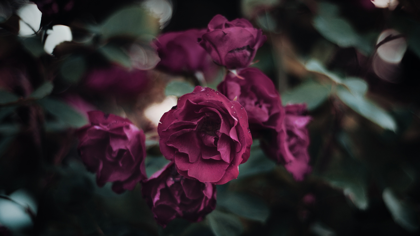 Rose Rose en Fleurs Pendant la Journée. Wallpaper in 1366x768 Resolution