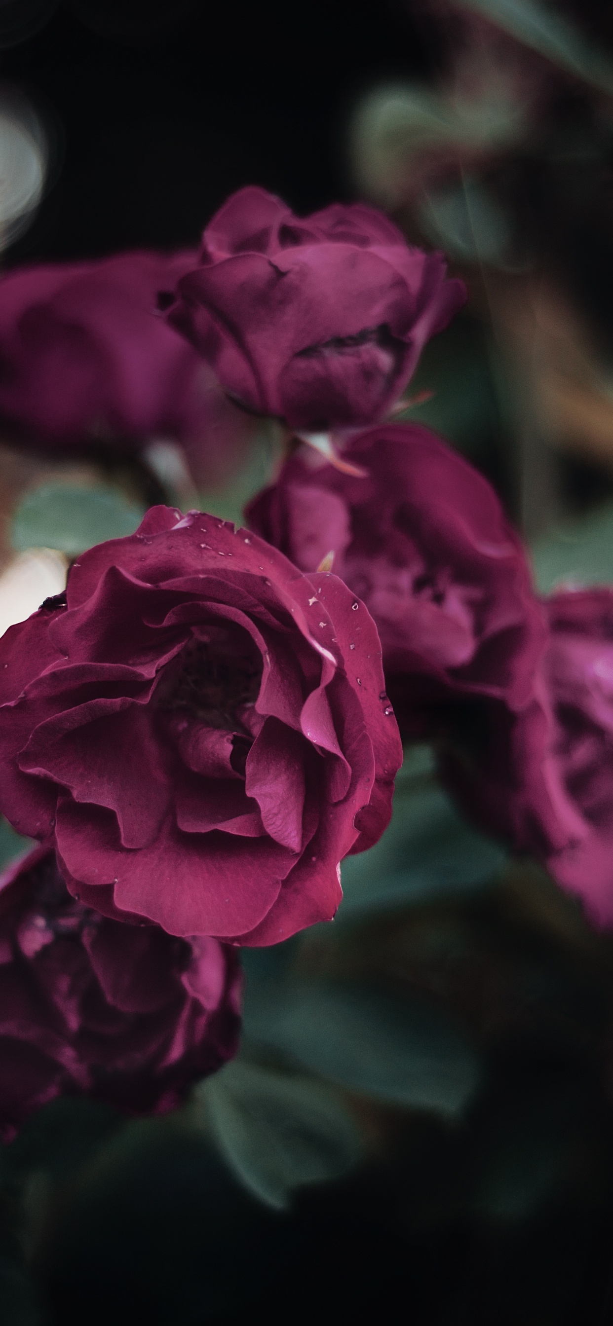 Rosa Rosa en Flor Durante el Día. Wallpaper in 1242x2688 Resolution