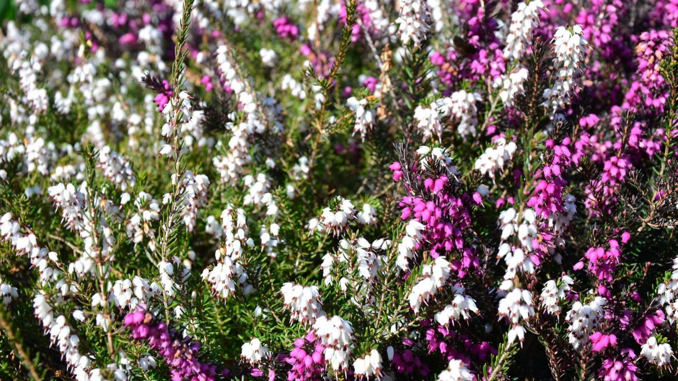 Purple Flowers With Green Leaves. Wallpaper in 1366x768 Resolution