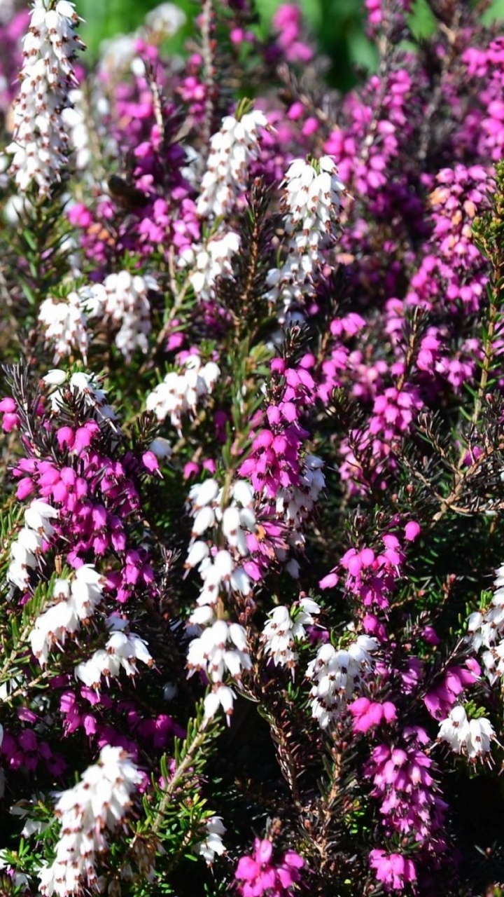 Purple Flowers With Green Leaves. Wallpaper in 720x1280 Resolution