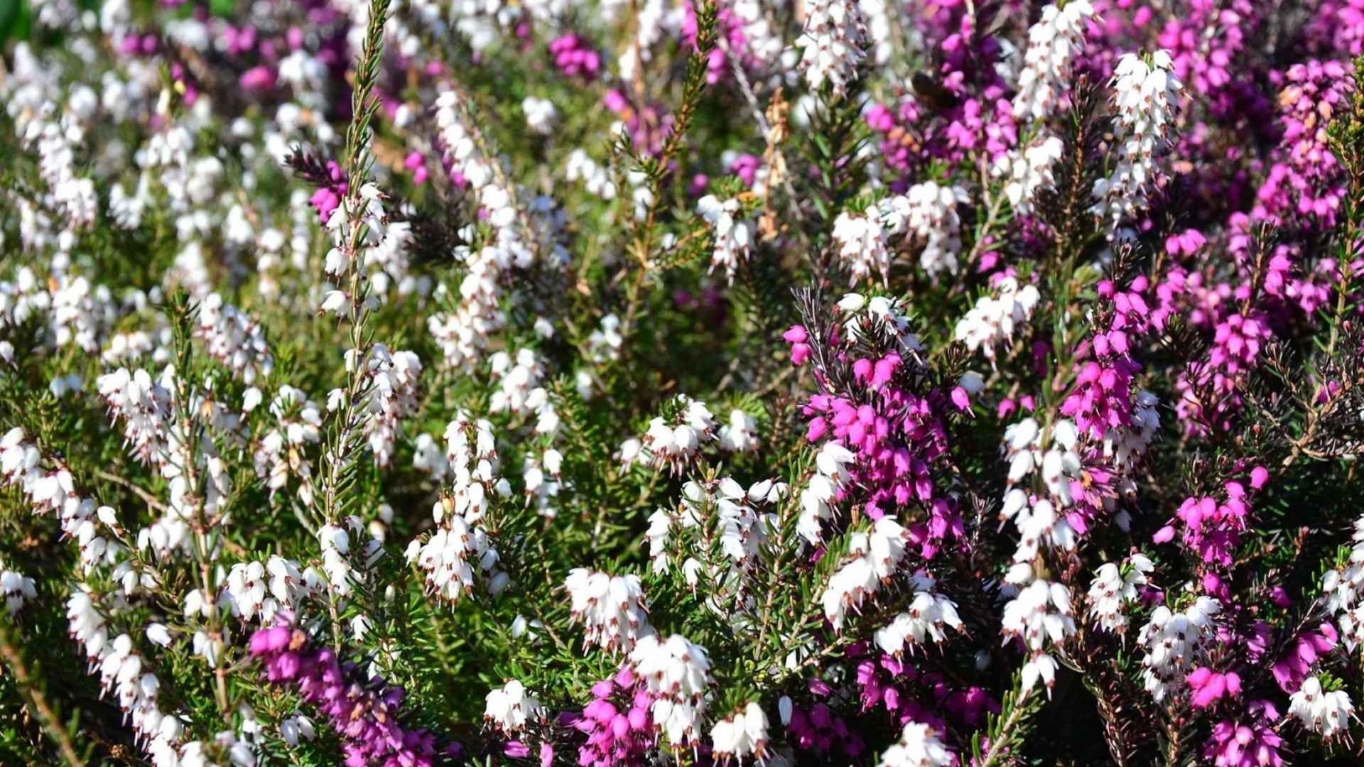 Lila Blüten Mit Grünen Blättern. Wallpaper in 1920x1080 Resolution