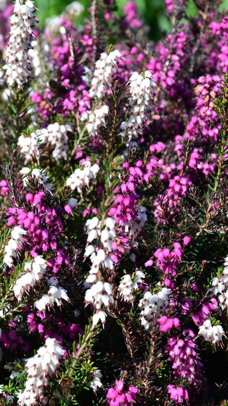 Lila Blüten Mit Grünen Blättern. Wallpaper in 750x1334 Resolution