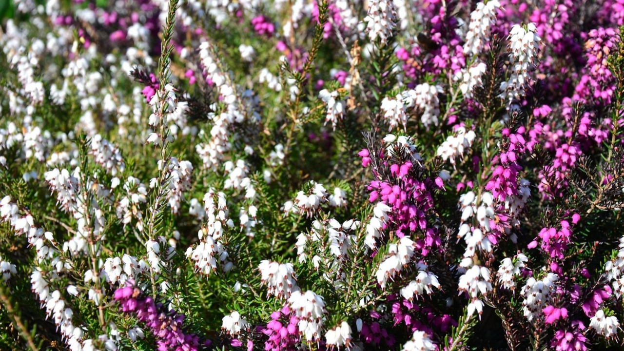 Fleurs Violettes Avec Des Feuilles Vertes. Wallpaper in 1280x720 Resolution