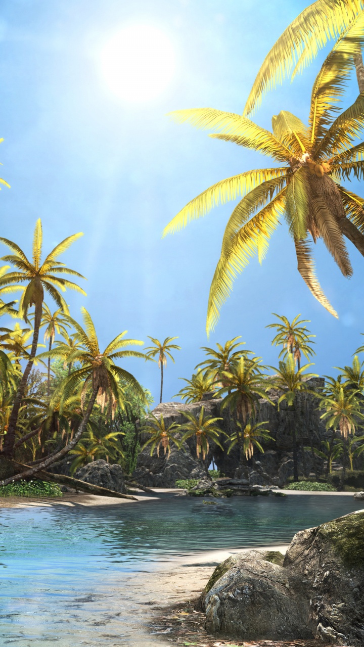 Cocotiers Près D'un Plan D'eau Pendant la Journée. Wallpaper in 720x1280 Resolution