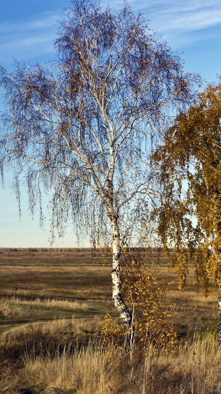 Brown Leafless Tree on Brown Grass Field Under Blue Sky During Daytime. Wallpaper in 720x1280 Resolution