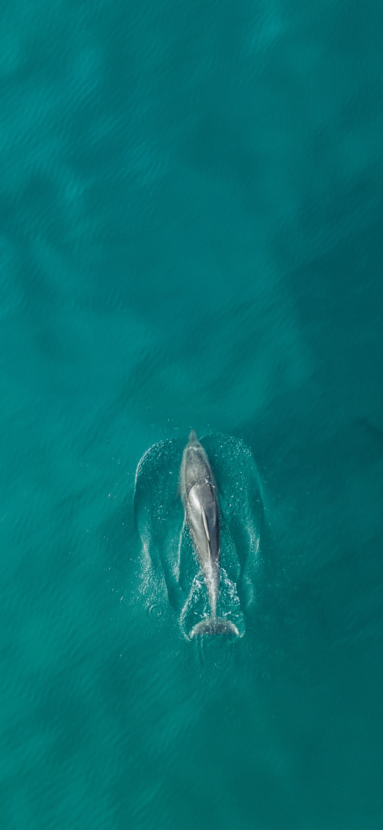 Gray Dolphin in Body of Water. Wallpaper in 1242x2688 Resolution
