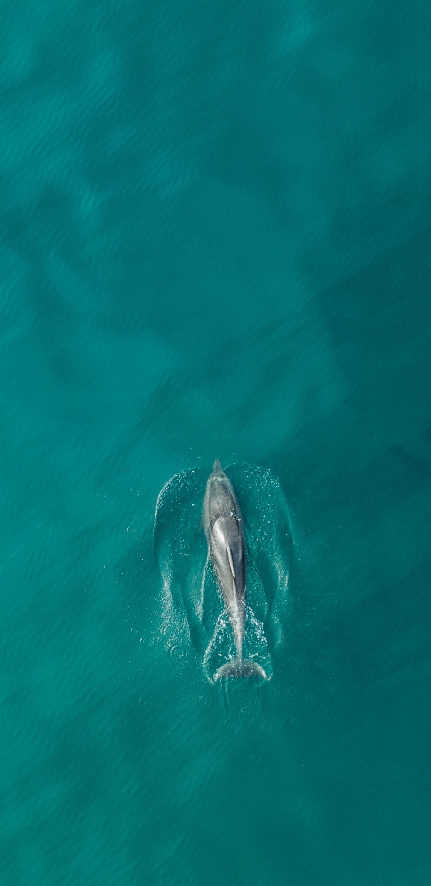 Delfín Gris en Cuerpo de Agua. Wallpaper in 1440x2960 Resolution