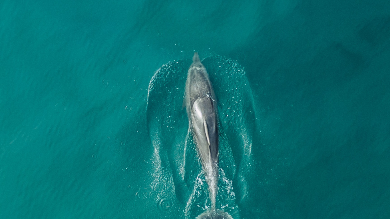 Grauer Delphin im Gewässer. Wallpaper in 1366x768 Resolution