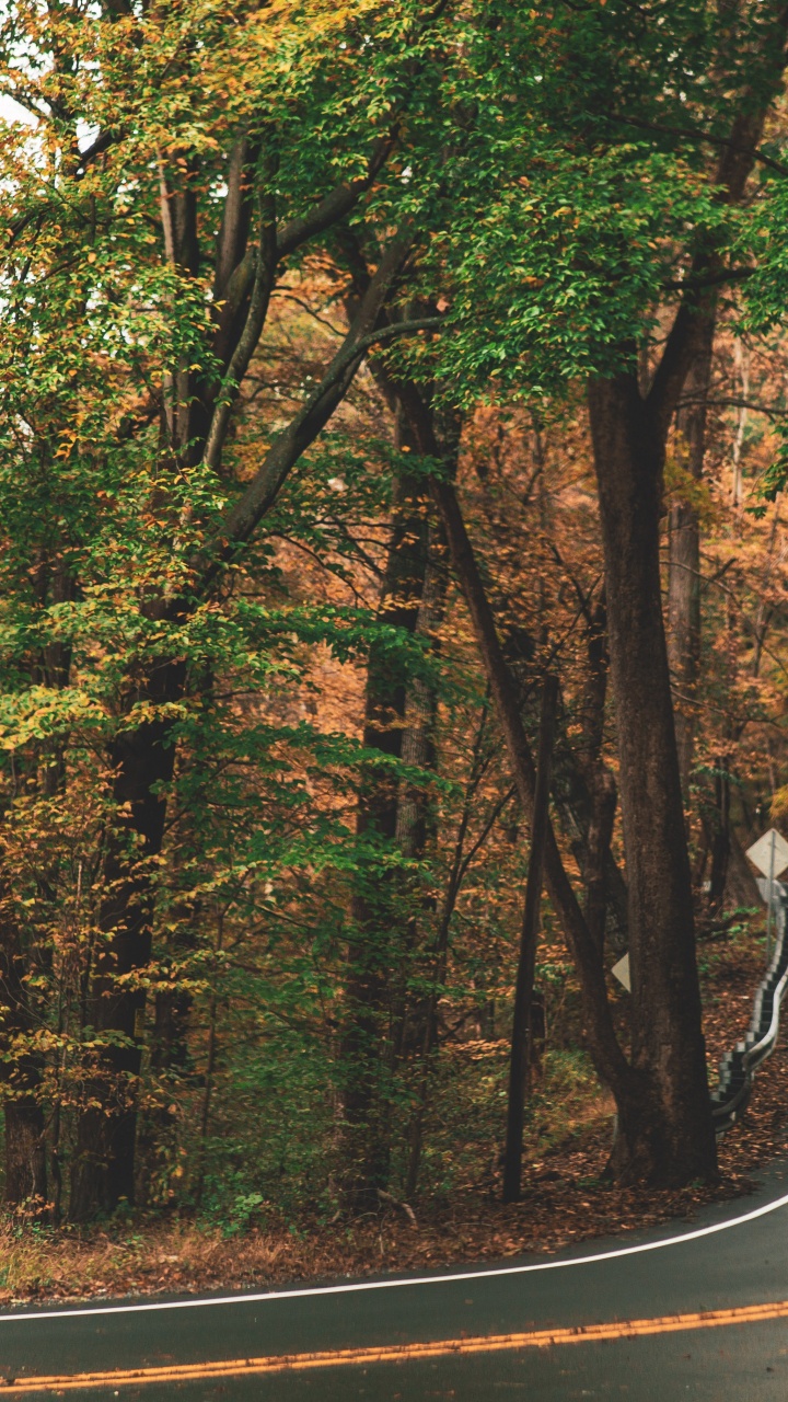 Mercedes-Benz Sprinter, Brown, L'écorégion, Paysage Naturel, Feuille. Wallpaper in 720x1280 Resolution