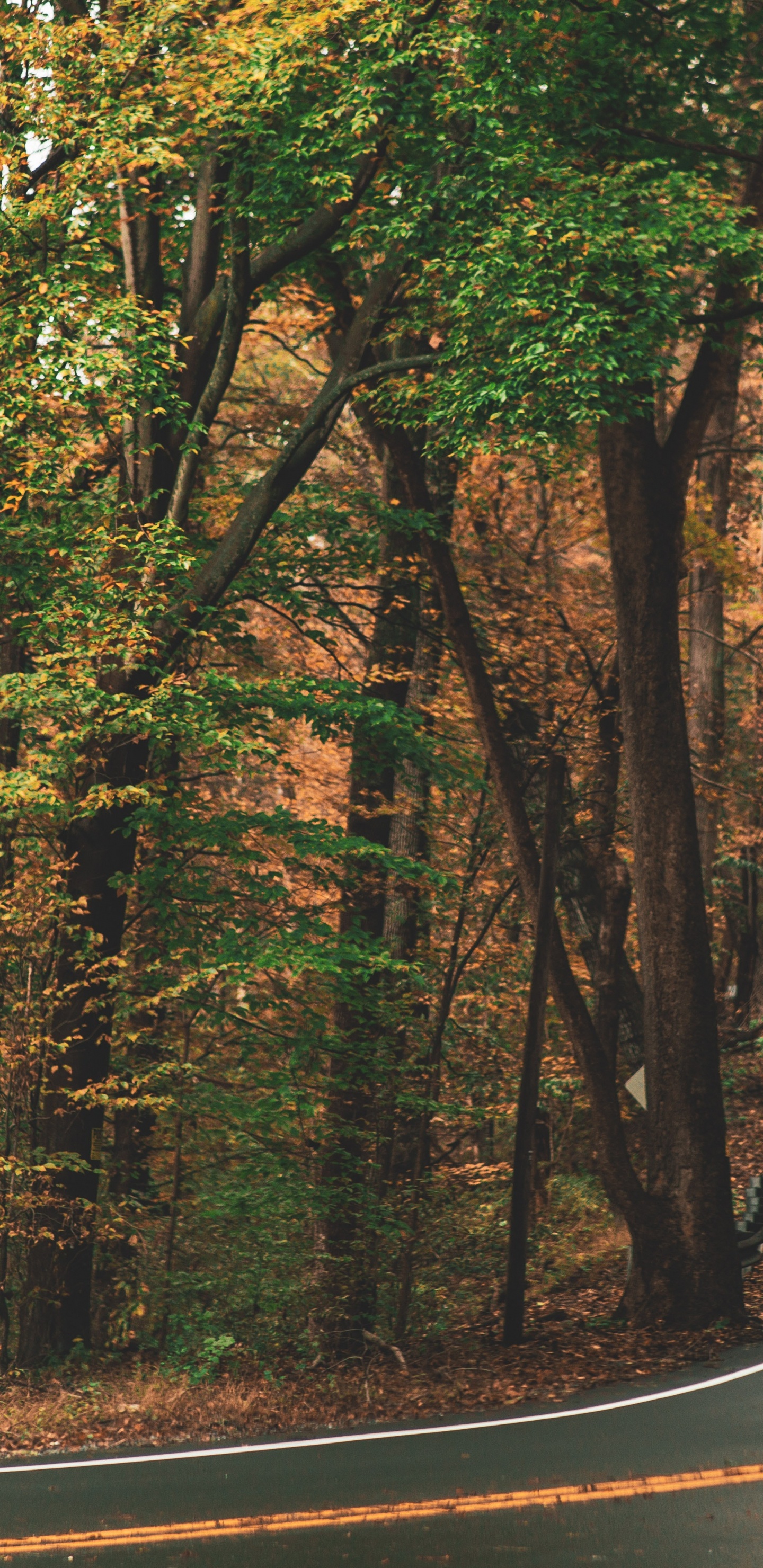 Mercedes-Benz Sprinter, Brown, Ökoregion, Naturlandschaft, Blatt. Wallpaper in 1440x2960 Resolution