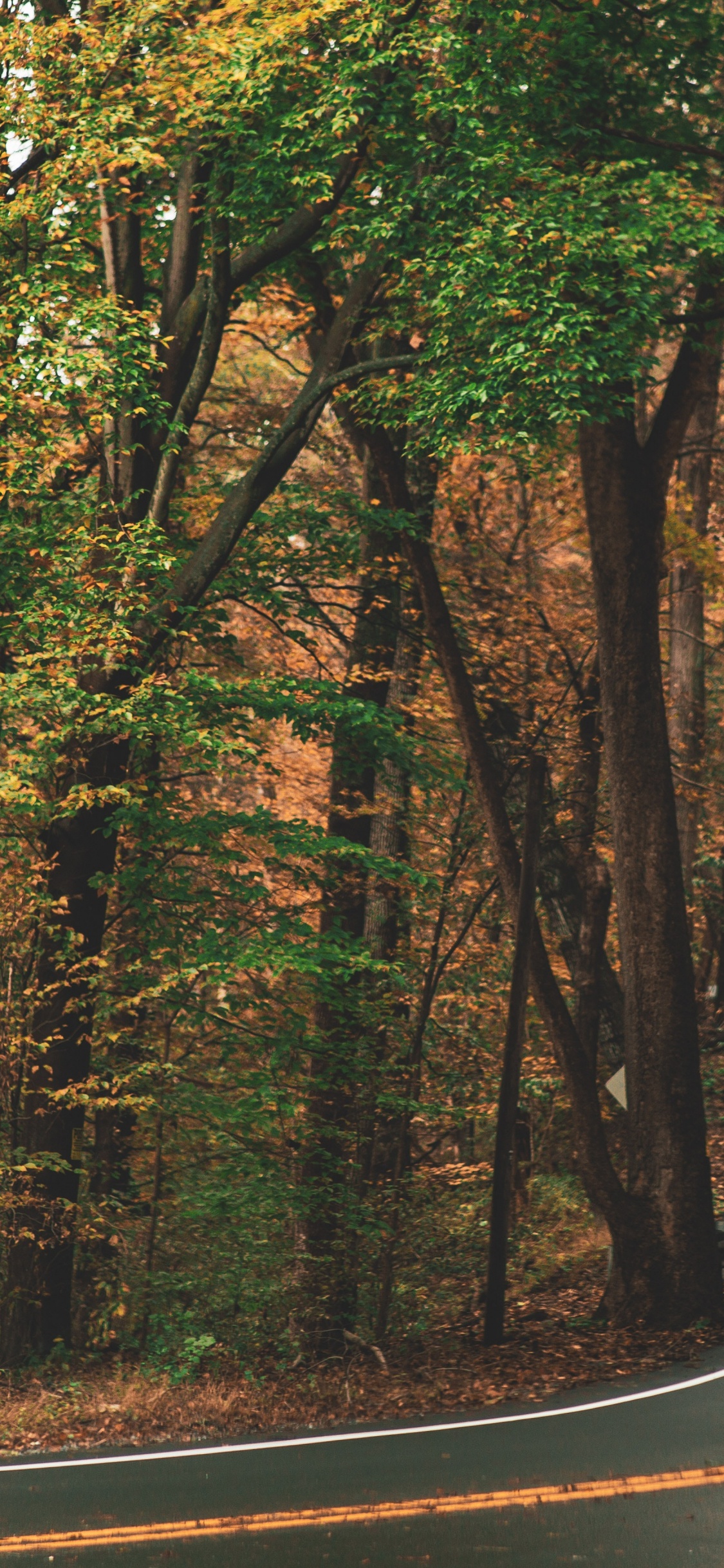 Mercedes-Benz Sprinter, Brown, Plant, Ecoregion, Natural Landscape. Wallpaper in 1125x2436 Resolution