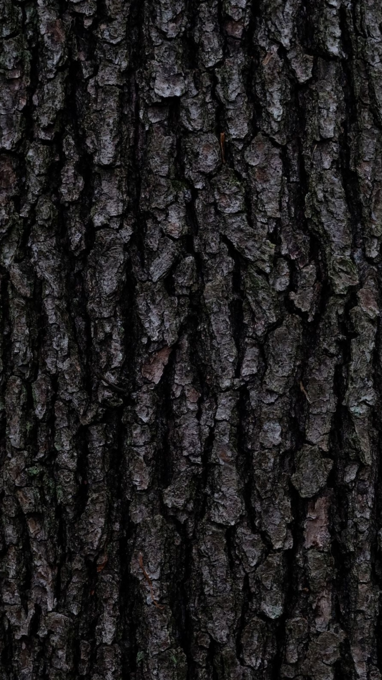 Baum, Baumrinde, Stamm, Brown, Holz. Wallpaper in 750x1334 Resolution