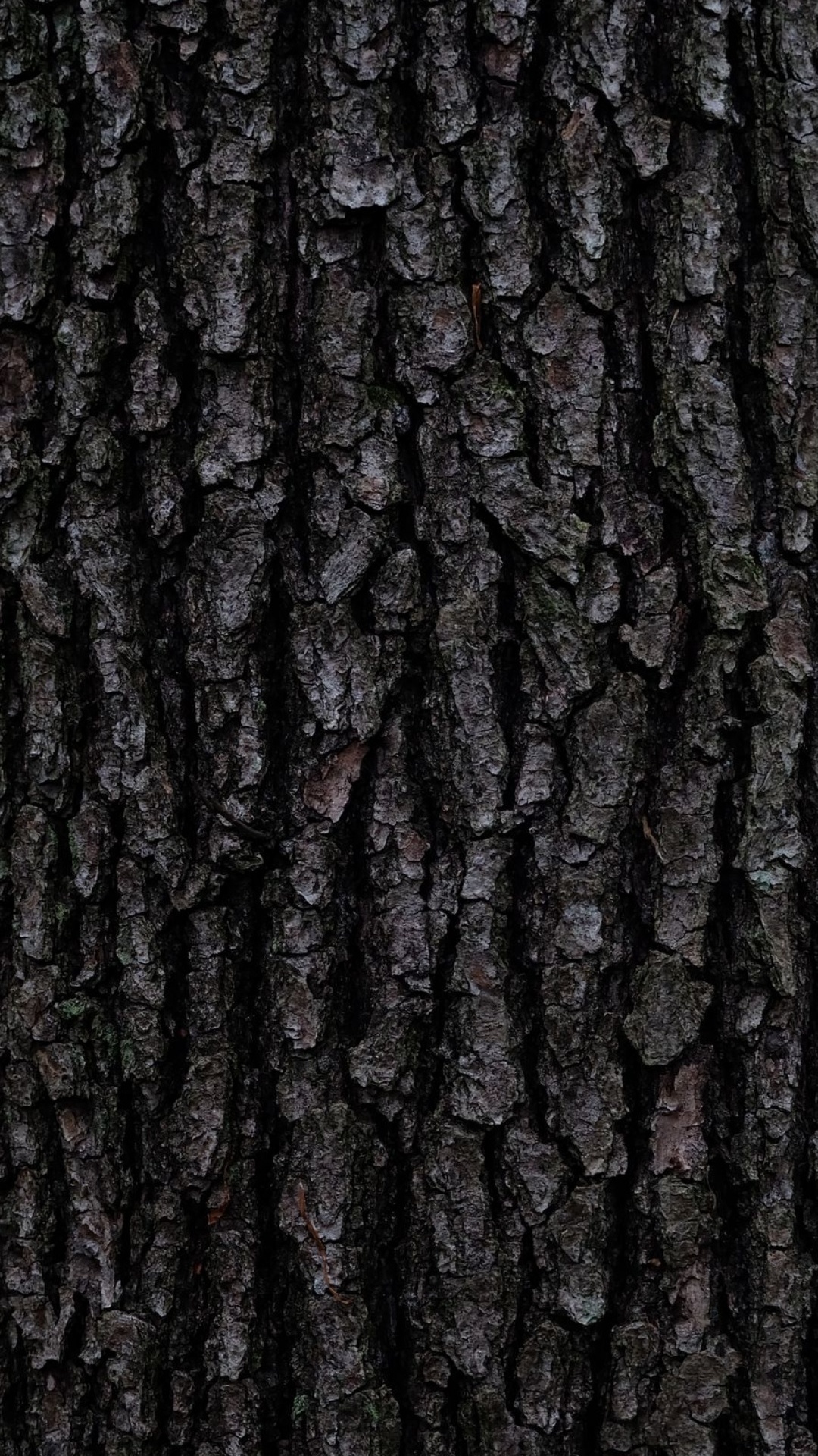 Écorce, Brown, Gris, Plante Terrestre, Fermer. Wallpaper in 1080x1920 Resolution